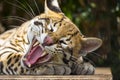 Yawning Ocelot Close Up Royalty Free Stock Photo
