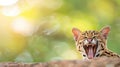 A Yawning Ocelot in Lush Jungle Royalty Free Stock Photo
