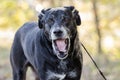 Yawning old Back Labrador Retriever dog with gray muzzle