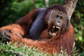 Yawning Orangutan Royalty Free Stock Photo