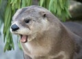 Yawning Otter Royalty Free Stock Photo