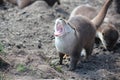 Yawning otter