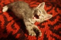 Yawning pale grey kitten on the red carpet floor, meowing kitten portrait. Funny pets. Cute domestic animals. Cat yawns Royalty Free Stock Photo