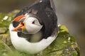 Yawning puffin, iceland. West Fjords bird life at cliffs in remote area.