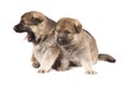 Yawning puppies Royalty Free Stock Photo