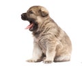 Yawning puppy Royalty Free Stock Photo