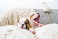 The yawning puppy of a bulldog lies on soft pillows. Royalty Free Stock Photo