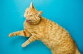 Yawning red cat going to fall asleep. Long eared pet