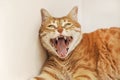 Yawning Red Cat