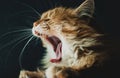 Yawning red cat portrait