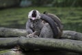 Yawning Red-fronted lemur