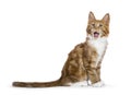 Red tabby with white Maine Coon kitten on white Royalty Free Stock Photo