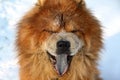 Yawning redheaded dog Royalty Free Stock Photo