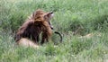 Yawning or roaring Male Lion in the Serengeti Royalty Free Stock Photo