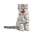 Yawning Scottish kitten Royalty Free Stock Photo