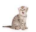 Yawning Scottish kitten sitting in front. isolated Royalty Free Stock Photo