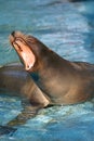 Yawning sea lion Royalty Free Stock Photo