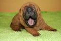 Yawning shar pei baby