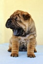 Yawning sharpei puppy