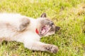 Yawning Siamese cat lying on the green grass