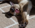 Yawning Siamese cat