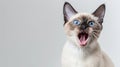 The yawning Siamese kitten.AI generated image Royalty Free Stock Photo