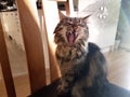 Yawning Siberian cat kitten tabby longhaired fluffy teeth tongue cute fury yawm shadow light stunning wild feisty Royalty Free Stock Photo