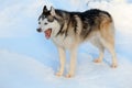 Yawning Siberian Husky dog black and white color. Winter view