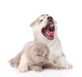 Yawning Siberian Husky puppy dog embracing small scottish cat. isolated Royalty Free Stock Photo