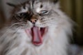 Yawning Siberian Neva Masquerade close cat face - Deep blue eyes on a blurry 1.4 aperture background Royalty Free Stock Photo