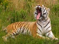 Yawning Siberian tiger