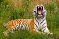 Yawning Siberian tiger Royalty Free Stock Photo