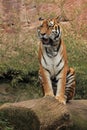 Yawning siberian tiger Royalty Free Stock Photo