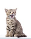 Yawning small grey cat kitten isolated on white background Royalty Free Stock Photo