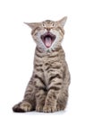 Yawning small grey cat kitten on white background Royalty Free Stock Photo