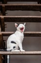 Yawning small kitten Royalty Free Stock Photo