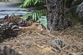 Yawning snake in the Australia Zoo in its terrarium