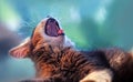 Yawning somali kitten Royalty Free Stock Photo