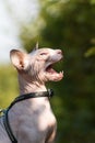 Yawning sphynx cat Royalty Free Stock Photo