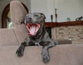 Yawning Staffordshire Bull Terrier on Sofa Royalty Free Stock Photo