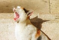 Yawning stray cat