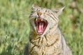 Yawning Stray Cat Royalty Free Stock Photo