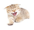 Yawning striped Scottish kitten lying isolated Royalty Free Stock Photo