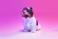 Yawning. Studio image of cute little Biewer Yorkshire Terrier, dog, puppy, posing over pink background in neon light Royalty Free Stock Photo