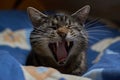 Yawning tabby cat. Yawning cat lying in bed. Tired tabby cat. Closeup of yawning tabby cat