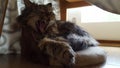 Yawning teeth tongue Siberian cat kitten breed tabby longhaired fluffy cute furyPaw hiding tired sleeping hidden