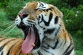 Yawning tiger Royalty Free Stock Photo
