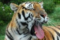 Yawning tiger Royalty Free Stock Photo