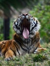 Yawning Tiger Royalty Free Stock Photo