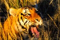 Yawning Tiger